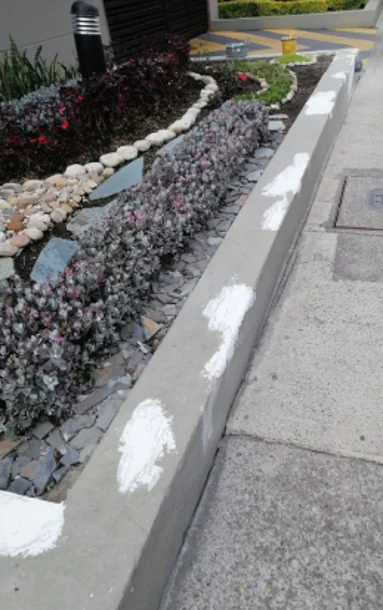 Antes — Jardinera lineal con plantas cubresuelo y el sardinel con manchas de pintura